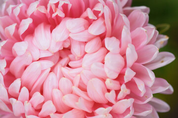 Naklejka premium Pink peony-shaped aster extreme close-up.