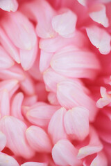 Pink peony-shaped aster extreme close-up.