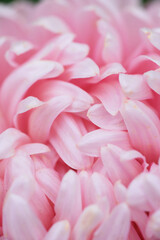Fototapeta premium Pink peony-shaped aster extreme close-up.