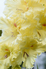 Gladiolus inflorescence with pistils and stamens in detail