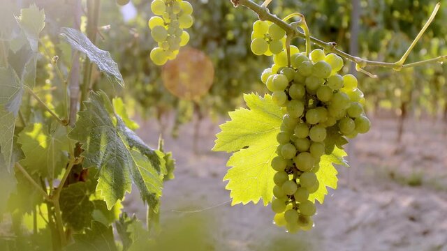 Beautiful grapes of white vine. Sundet on vine farm. Ripe grapes on vine for making white wine. Ripe vineyard Grapes