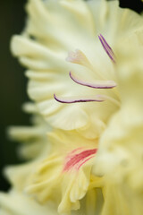 Gladiolus inflorescence with pistils and stamens in detail