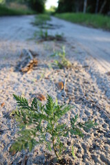 Growth on the Road