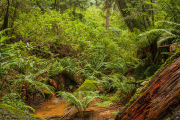 Paisajes del bosque templado - helechos del bosque - helechos - bosque plantas - plantas del bosque