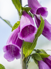 Vertical shot of foxglove flowers © Dustin Clusmann/Wirestock