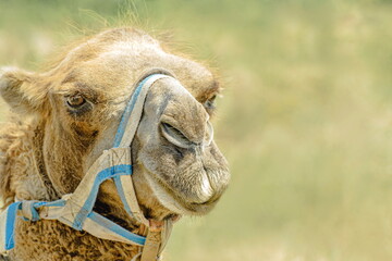 Camel close-up portrait. Cute friendly one-humped camel