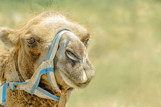 Camel close-up portrait. Cute friendly one-humped camel