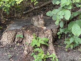 Rabbit posing