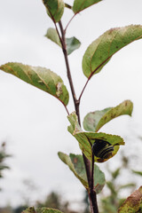 snail, leaves, branch, autumn, leaf, nature, tree, plant, birch, summer, flora, season, forest, foliage, green, flower, twig, vine, growth, rain, fresh, closeup, linden, garden, bud, drop, shell