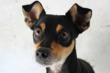 portrait of a chihuahua