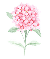 watercolor bouquet of pink hydrangeas no background