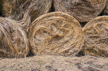 Round hay bales in field at summer. Hay bale, close up. Food for animals.