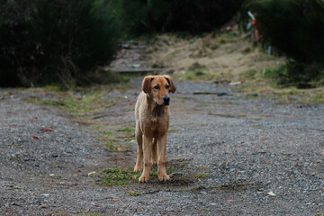 dog in the park