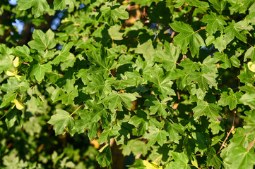 Field maple in forest. Leaf of Field maple swaying on the wind in nature at summer. Close-up shot of green leaves.