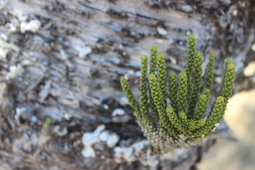 green moss on the tree