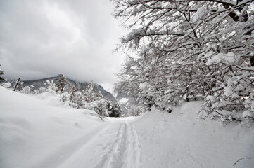 Winter trees in mountains covered with fresh snow. Beautiful landscape with branches of trees covered in snow. Mountain road in Caucasus. Azerbaijan