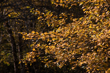 Amazing view with colorful autumn forest with asphalt mountain road at sunset. Beautiful landscape with empty road, trees and sunlight in the evening in autumn. Travel background. Nature