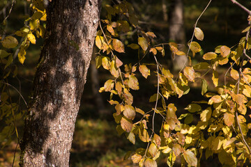 Amazing view with colorful autumn forest with asphalt mountain road at sunset. Beautiful landscape with empty road, trees and sunlight in the evening in autumn. Travel background. Nature