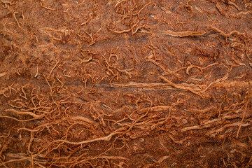 Coconut Texture Background. Macro Coco Nut Nature Close Up. Textured zoomed Design fruit surface