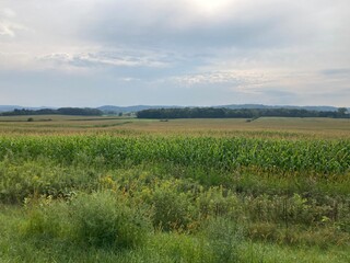 Sky and field of late summer corn 