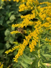 Bee pollinating a yellow wildflower 