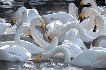 Obraz premium swans in winter