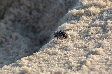 Large Fly Resting on the Beach's Sand - Grande Mosca Brasileira na Areia da Praia
