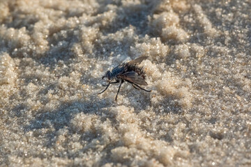 Large Fly Resting on the Beach's Sand - Grande Mosca Brasileira na Areia da Praia
