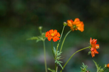 Beautiful Orange Flower
