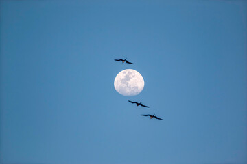 The Moon on a Blue Sky with 3 Sea Birds Flying - Lua no Céu Azul com 3 Aves Marinhas Voando
