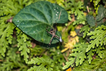 Small Brazilian Spider on the Woods 