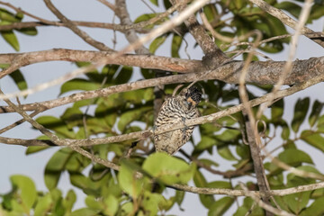 Female White-barred Piculet (Picumnus cirratus) on the Branch of the Tree