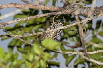 Female White-barred Piculet (Picumnus cirratus) on the Branch of the Tree