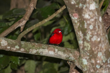Brazilian Tanager (Ramphocelus bresilius) on a Branch - Tiê-sangue no garlho da Árvore
