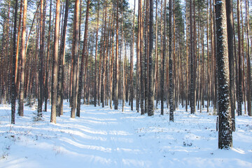 Winter pine forest in sunny day and snow-covered path with shadows