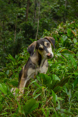 dog with green plants in the mountain