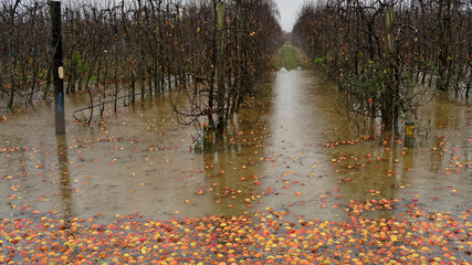 Flooded apple orchard in Motueka, Tasman Region, New Zealand.