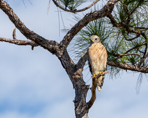 A banded Red-Shouldered Hawk perched on a tree branch.