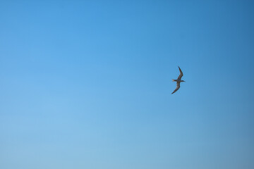Gaviota volando en un cielo azul con las alas abiertas