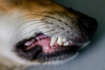 dog teeth. grin of a dog. partial focus of the frame. the dog is angry. top view, flat lay