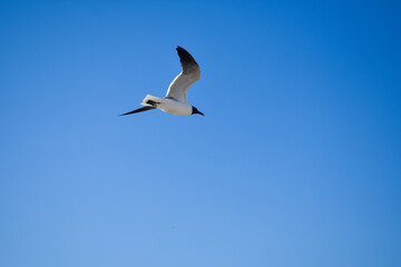 Gaviota volando en un cielo azul con las alas abiertas