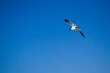 Gaviota volando en un cielo azul con las alas abiertas