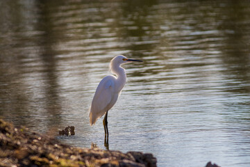 Snowy Egret sunset time at local pond.