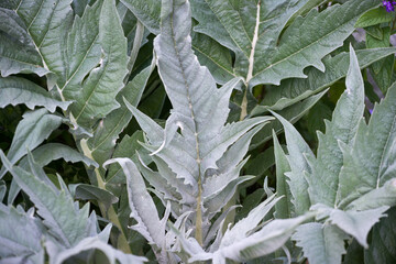 close up of cardoon leaves