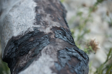 trunk with burn marks (beach fire pit)