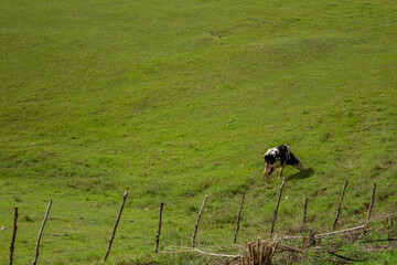 lonely cow eating grass in the field