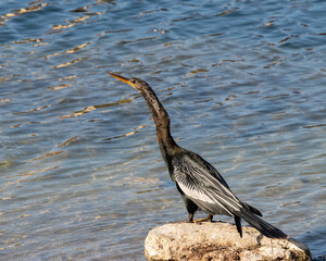 An Anhinga stands on a rock over local pond.