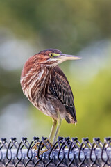 Green Heron perched on fence posing for the shot.