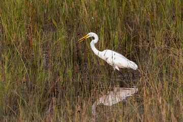 Great egret in habitat with fish prey on beak.