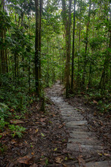 Fototapeta premium footpath in the forest with woods